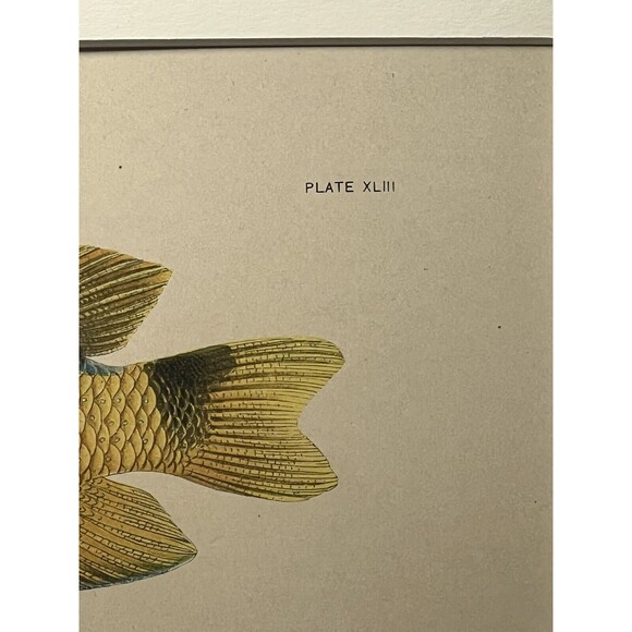 1905 A. HOEN & CO. ORIGINAL 3 FISH LITHOGRAPH, circa 1905 - Picture 4 of 5